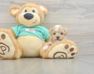 8 week old Maltipoo Puppy For Sale - Puppy Love PR