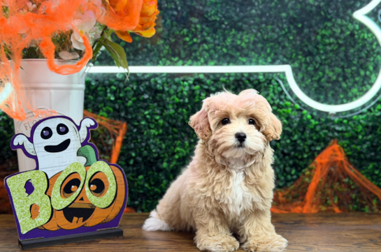 Maltipoo Pup Being Cute