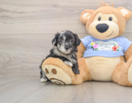 8 week old Maltipoo Puppy For Sale - Puppy Love PR