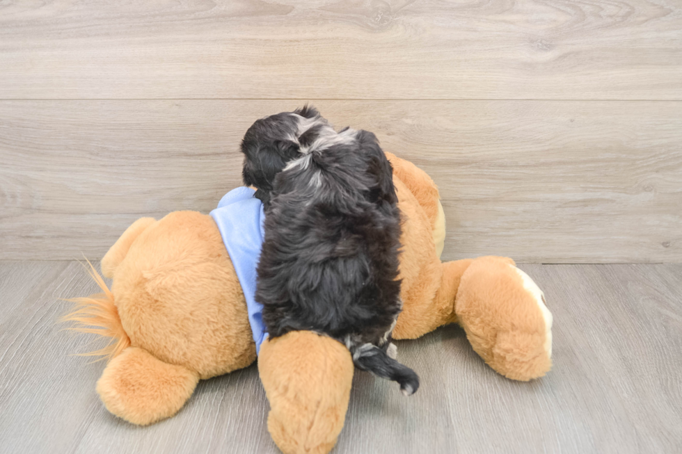 Petite Maltipoo Poodle Mix Pup