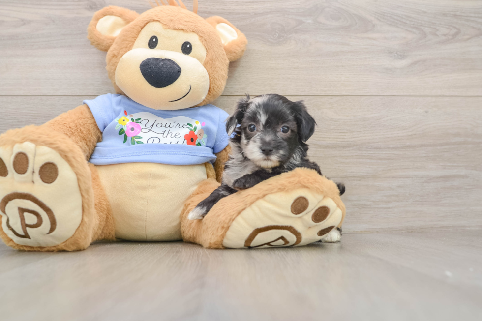 Petite Maltipoo Poodle Mix Pup