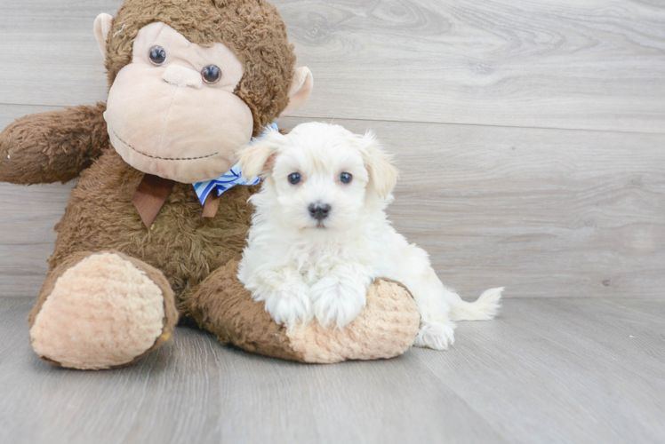 Cute Maltipoo Poodle Mix Pup