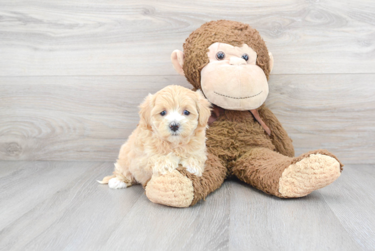 Maltipoo Pup Being Cute