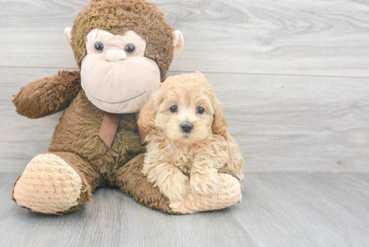 Energetic Maltepoo Poodle Mix Puppy