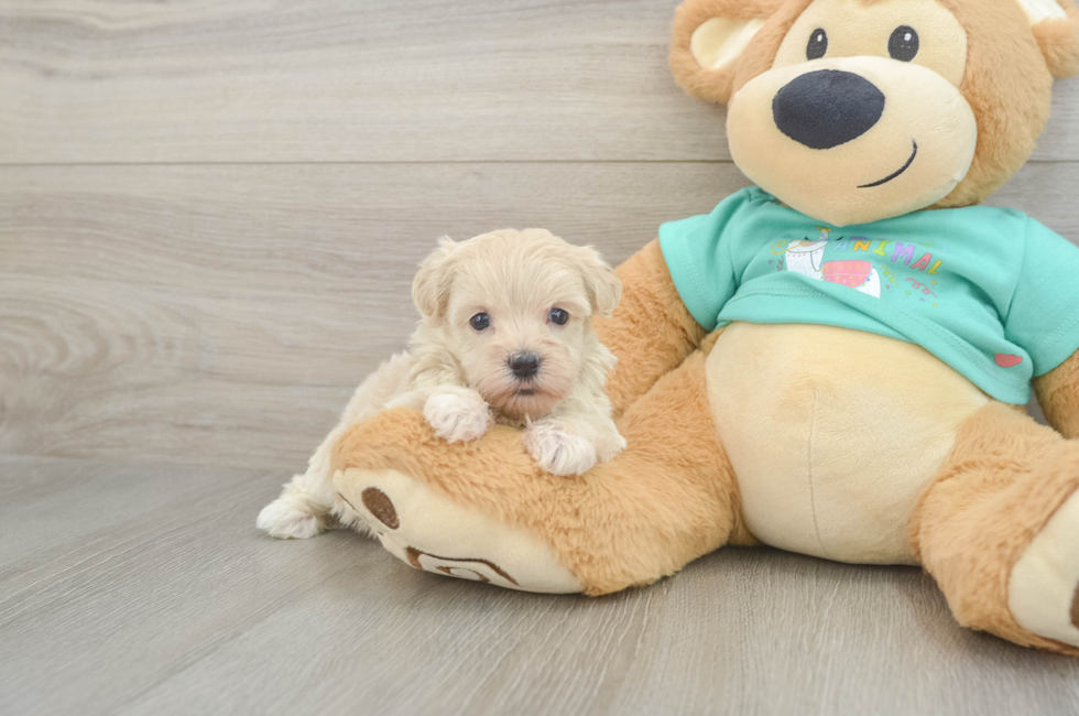 5 week old Maltipoo Puppy For Sale - Puppy Love PR