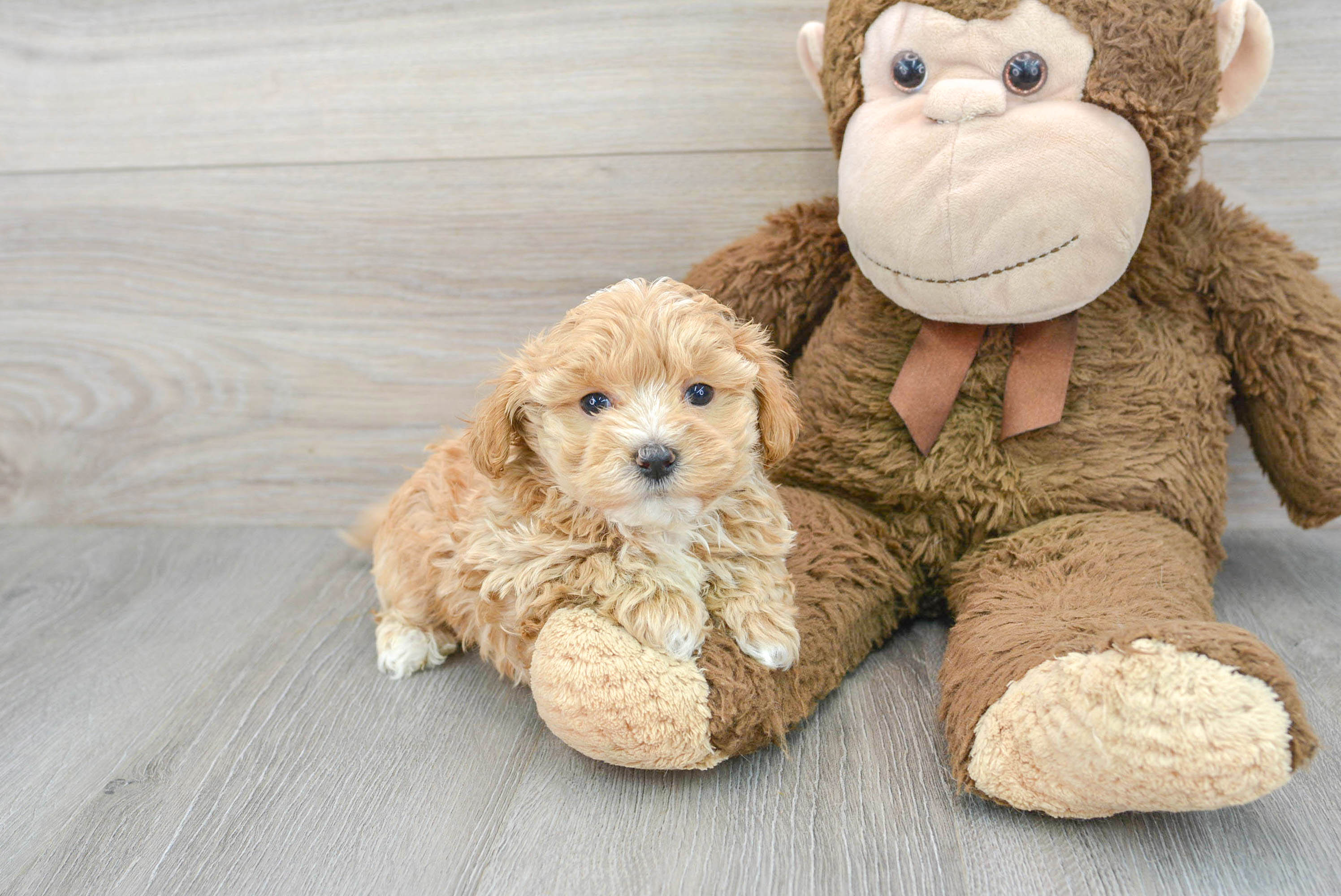 Friendly Maltipoo Baby