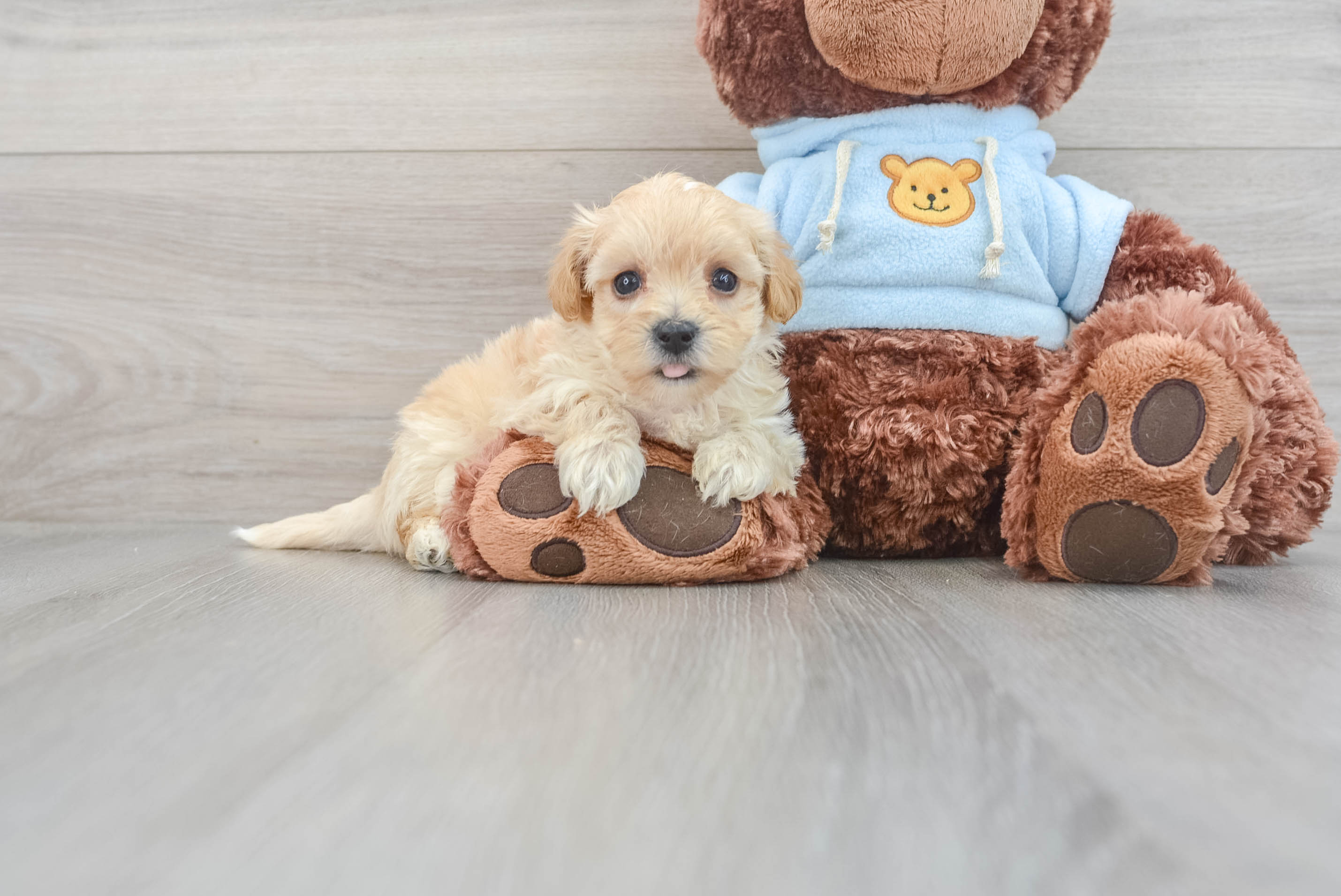 Hypoallergenic Maltepoo Poodle Mix Puppy