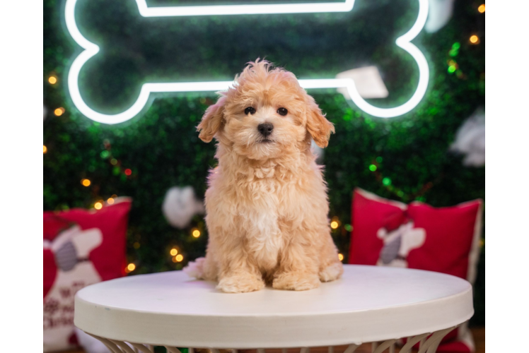Maltipoo Puppy for Adoption