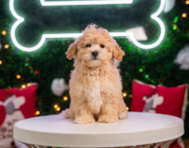 11 week old Maltipoo Puppy For Sale - Puppy Love PR