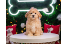 Maltipoo Puppy for Adoption