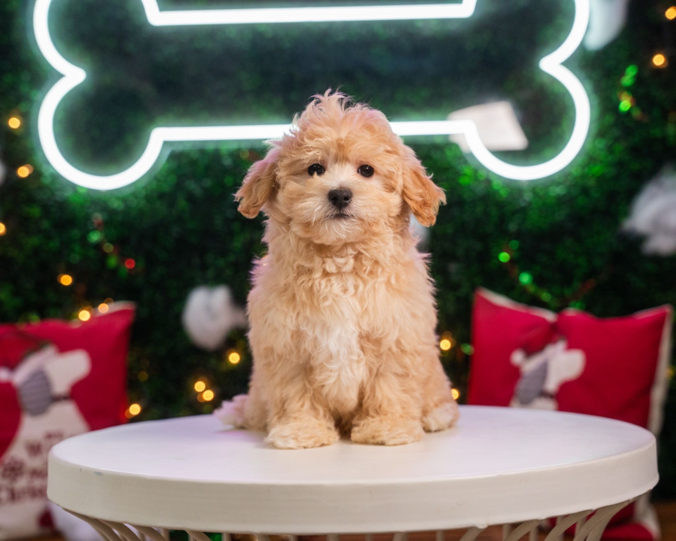 Maltipoo Puppy for Adoption