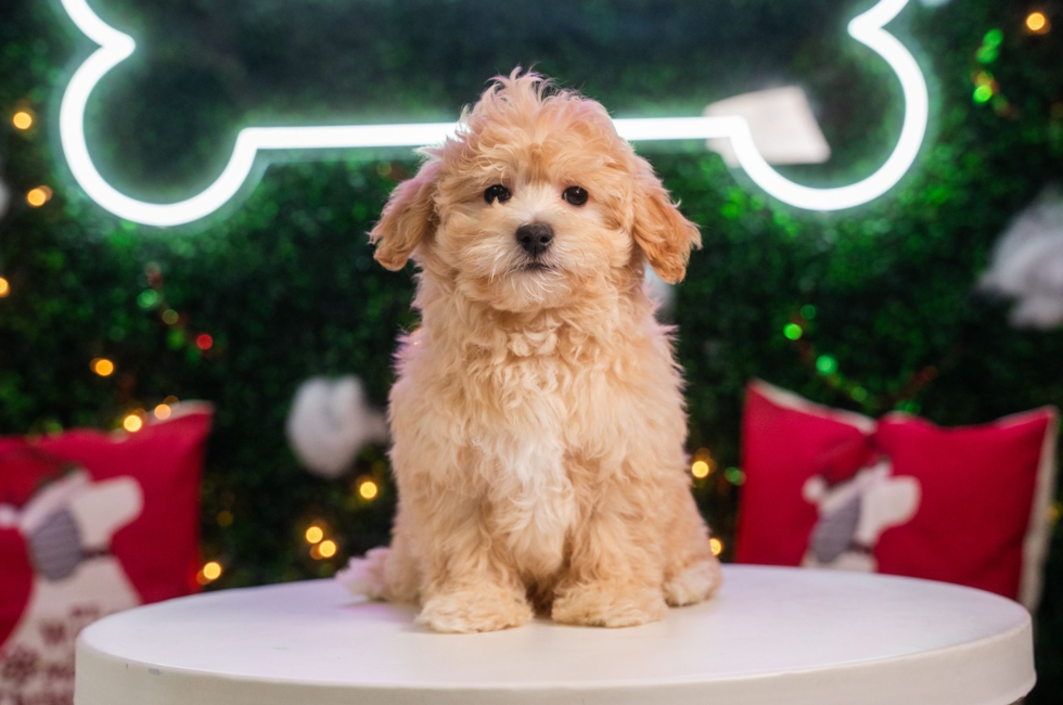 11 week old Maltipoo Puppy For Sale - Puppy Love PR