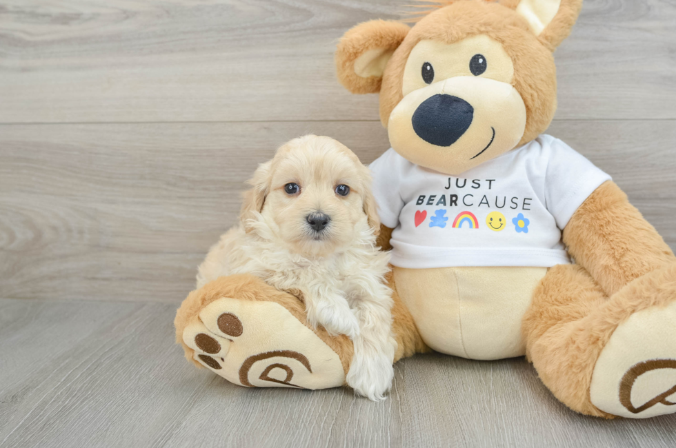 6 week old Maltipoo Puppy For Sale - Puppy Love PR