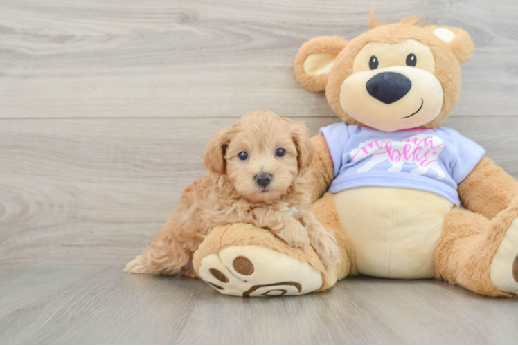 Petite Maltipoo Poodle Mix Pup