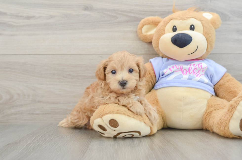 7 week old Maltipoo Puppy For Sale - Puppy Love PR