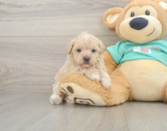 8 week old Maltipoo Puppy For Sale - Puppy Love PR