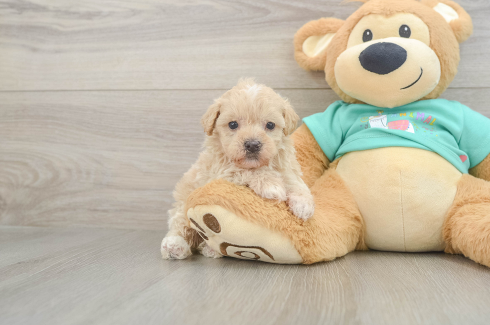 5 week old Maltipoo Puppy For Sale - Puppy Love PR