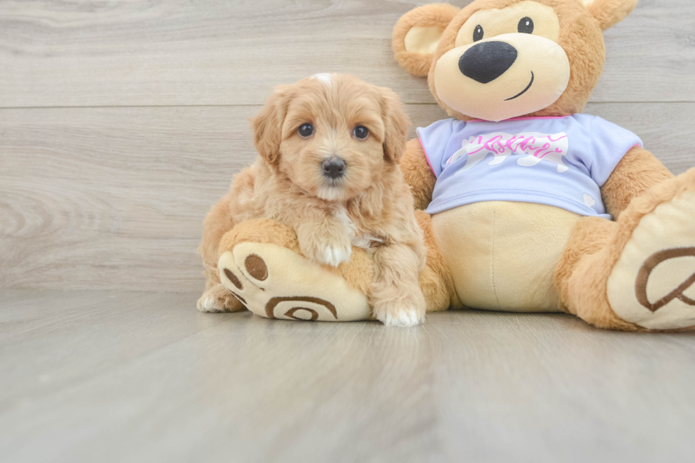 Best Maltipoo Baby
