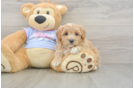 Cute Maltipoo Baby