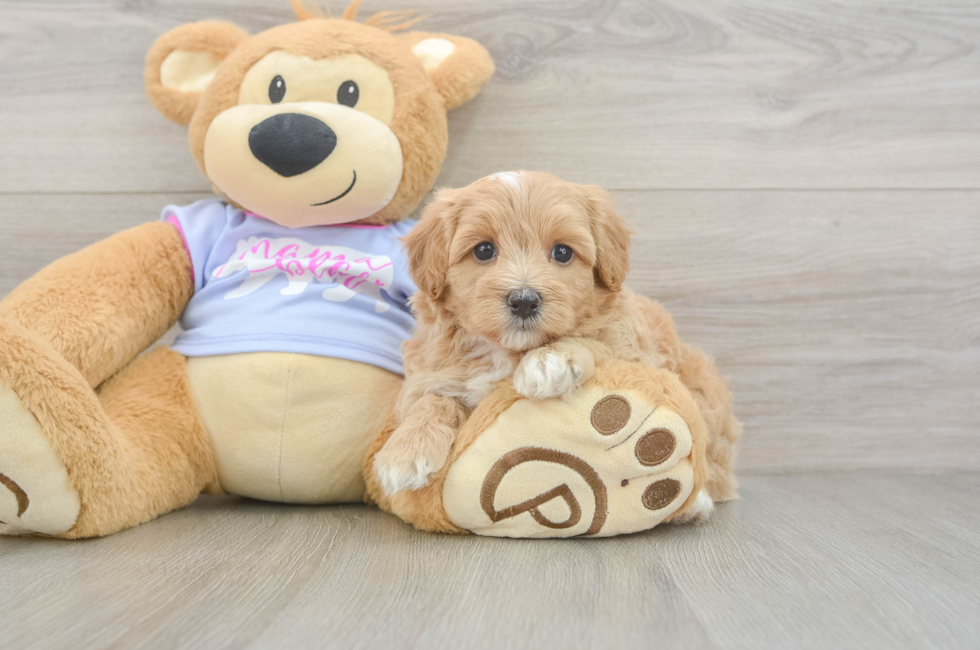 5 week old Maltipoo Puppy For Sale - Puppy Love PR