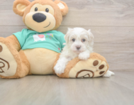 8 week old Maltipoo Puppy For Sale - Puppy Love PR
