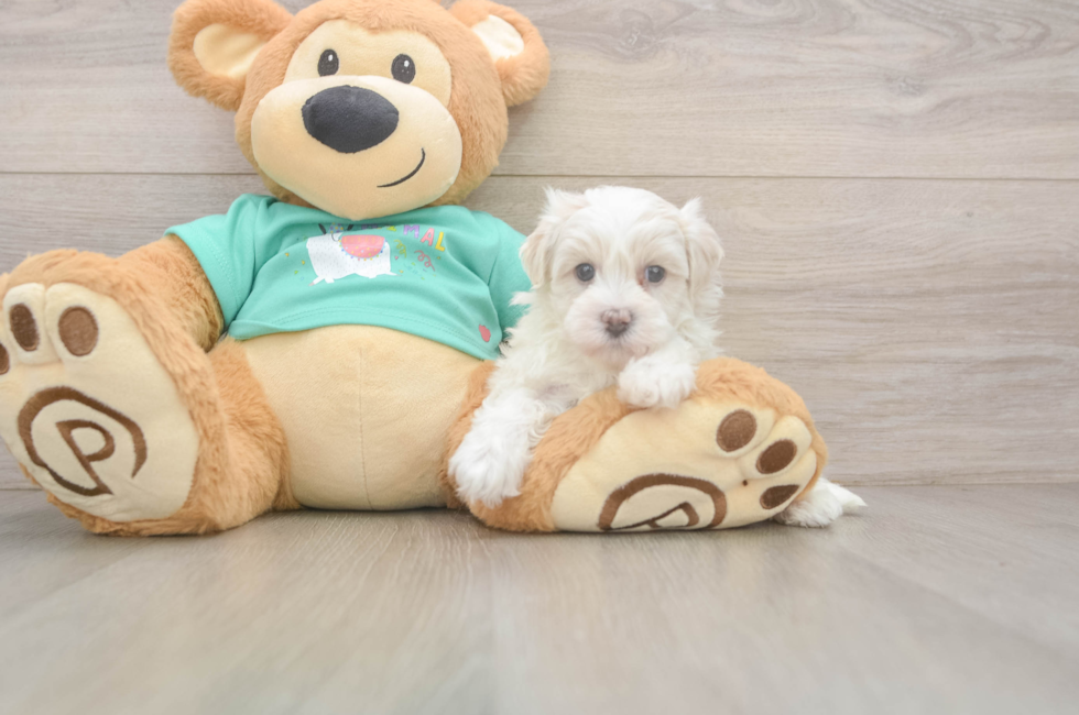 7 week old Maltipoo Puppy For Sale - Puppy Love PR