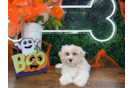 Cute Maltipoo Baby
