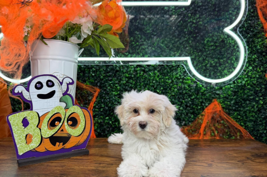 9 week old Maltipoo Puppy For Sale - Puppy Love PR Cute Maltipoo Baby