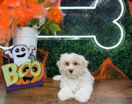 9 week old Maltipoo Puppy For Sale - Puppy Love PR 9 week old Maltipoo Puppy For Sale - Puppy Love PR