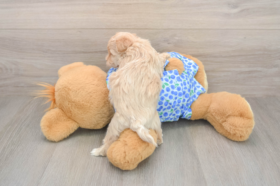 Maltipoo Puppy for Adoption