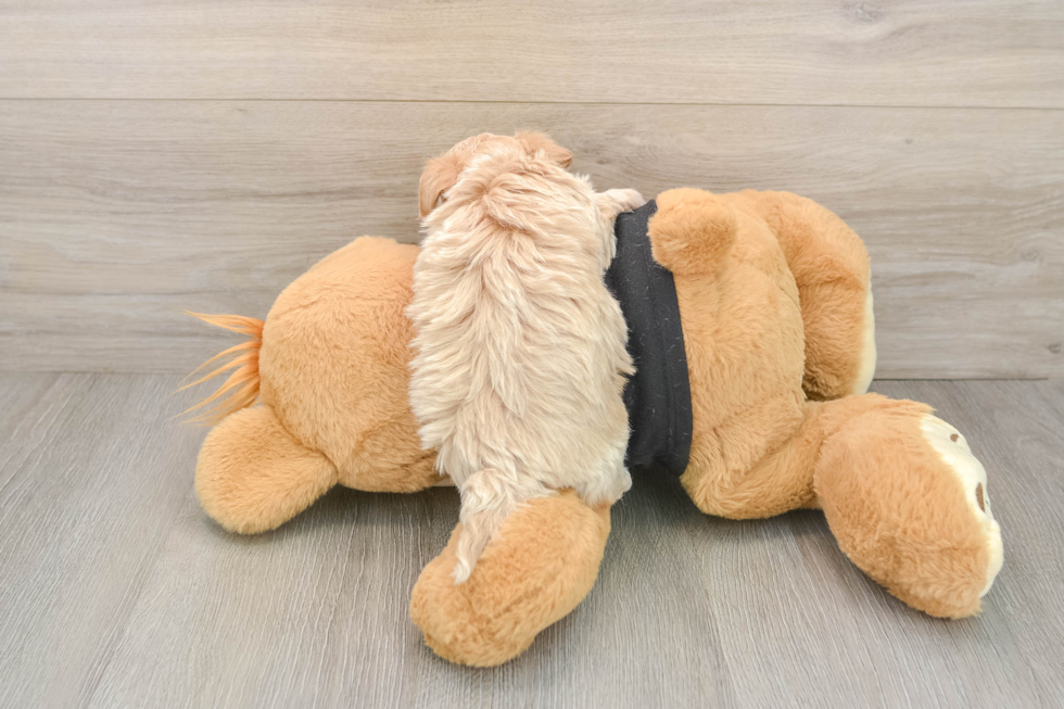 Energetic Malt Oodle Poodle Mix Puppy