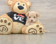 7 week old Maltipoo Puppy For Sale - Puppy Love PR
