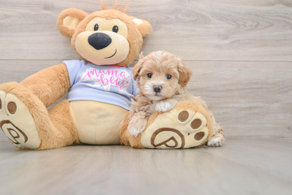 Hypoallergenic Maltese Poodle Poodle Mix Puppy