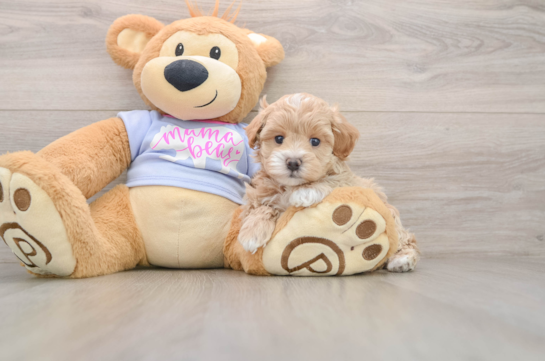 Hypoallergenic Maltese Poodle Poodle Mix Puppy