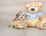 8 week old Maltipoo Puppy For Sale - Puppy Love PR