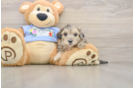 Best Maltipoo Baby