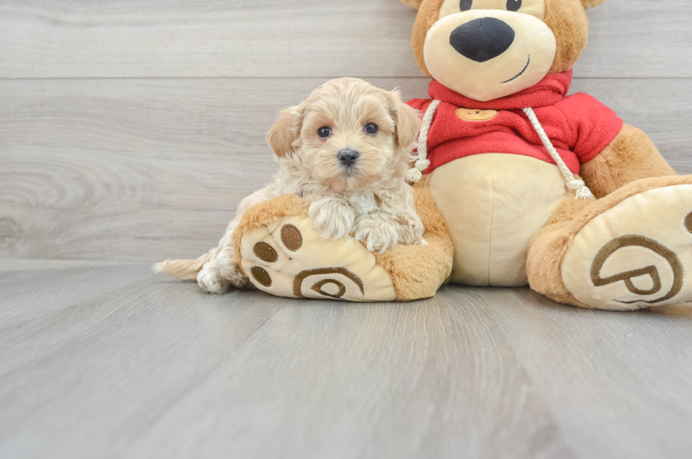 10 week old Maltipoo Puppy For Sale - Puppy Love PR