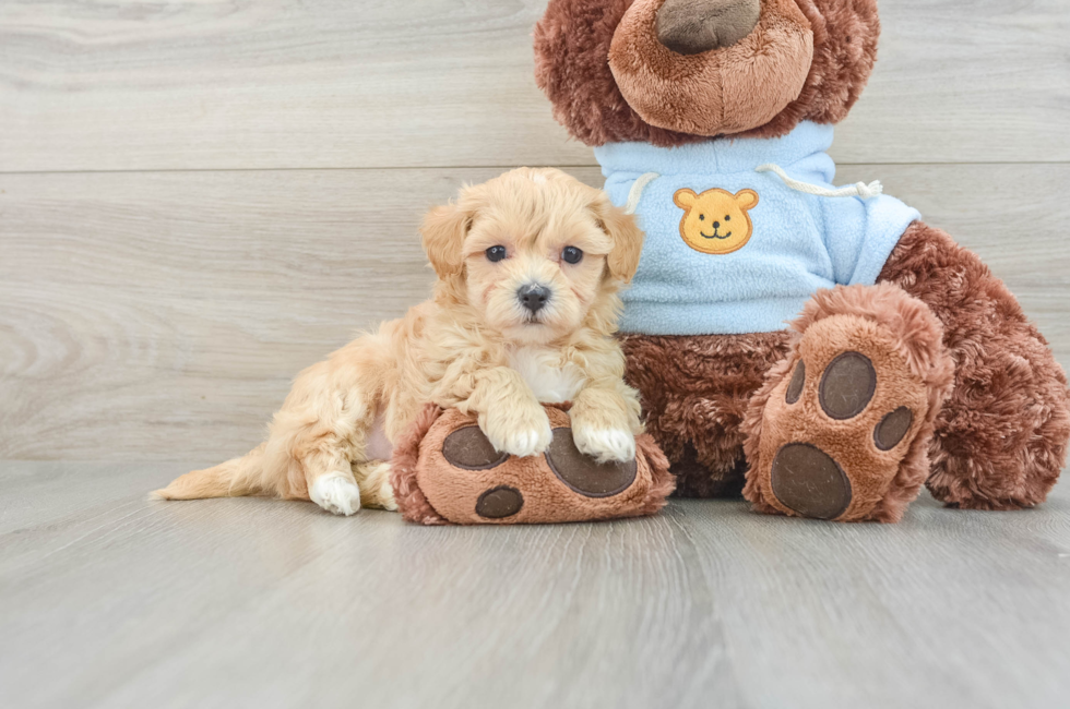 7 week old Maltipoo Puppy For Sale - Puppy Love PR