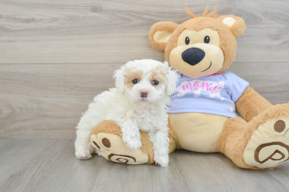 Maltipoo Pup Being Cute