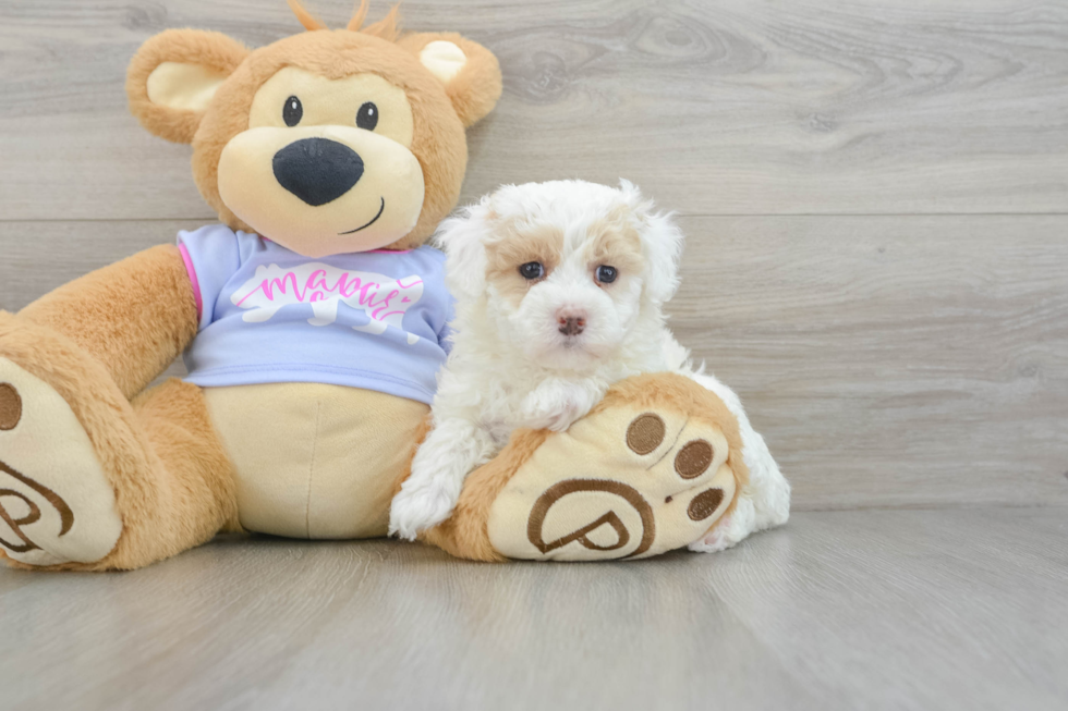 Best Maltipoo Baby