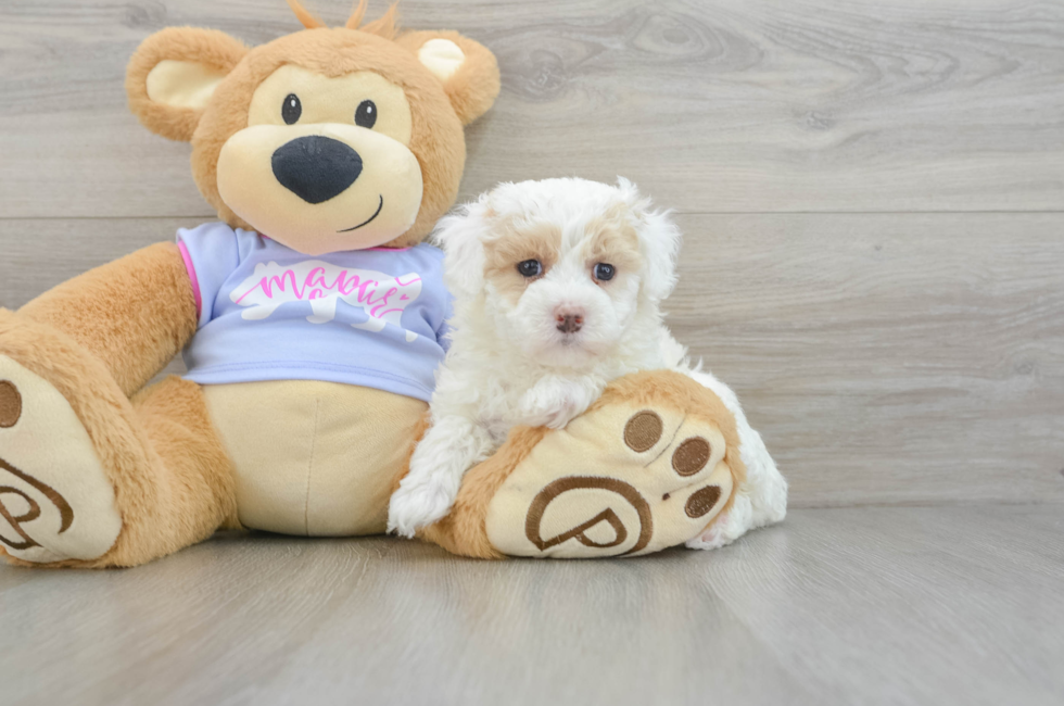 5 week old Maltipoo Puppy For Sale - Puppy Love PR