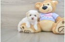 Sweet Maltipoo Baby