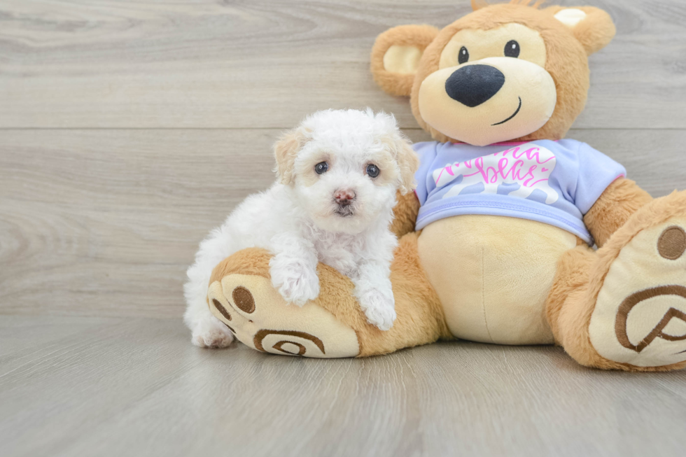 Sweet Maltipoo Baby