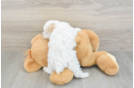 Petite Maltipoo Poodle Mix Pup