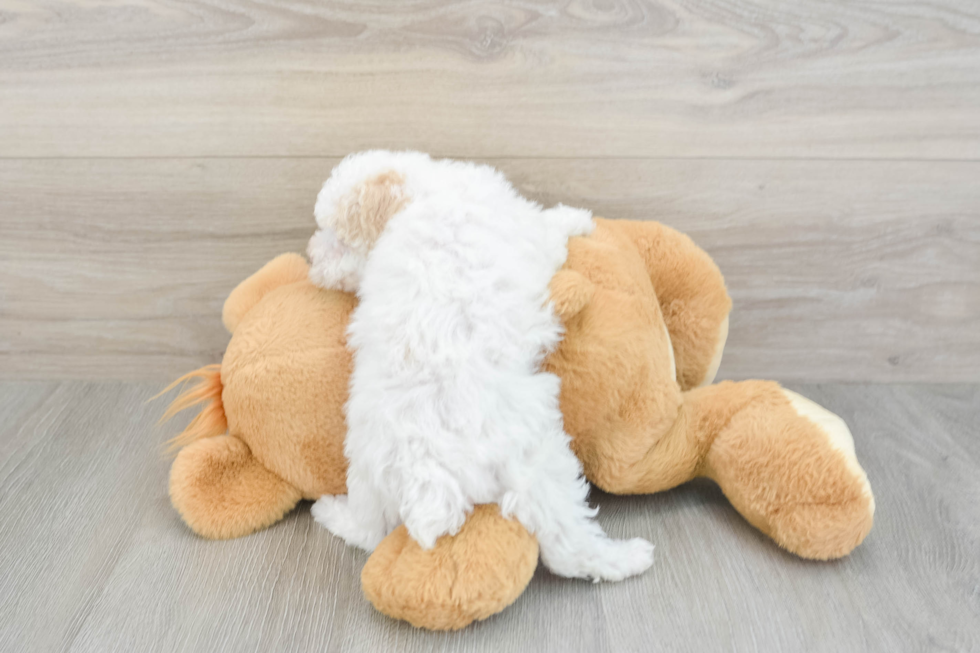 Petite Maltipoo Poodle Mix Pup