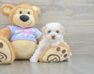 8 week old Maltipoo Puppy For Sale - Puppy Love PR