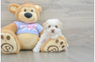 Maltipoo Pup Being Cute