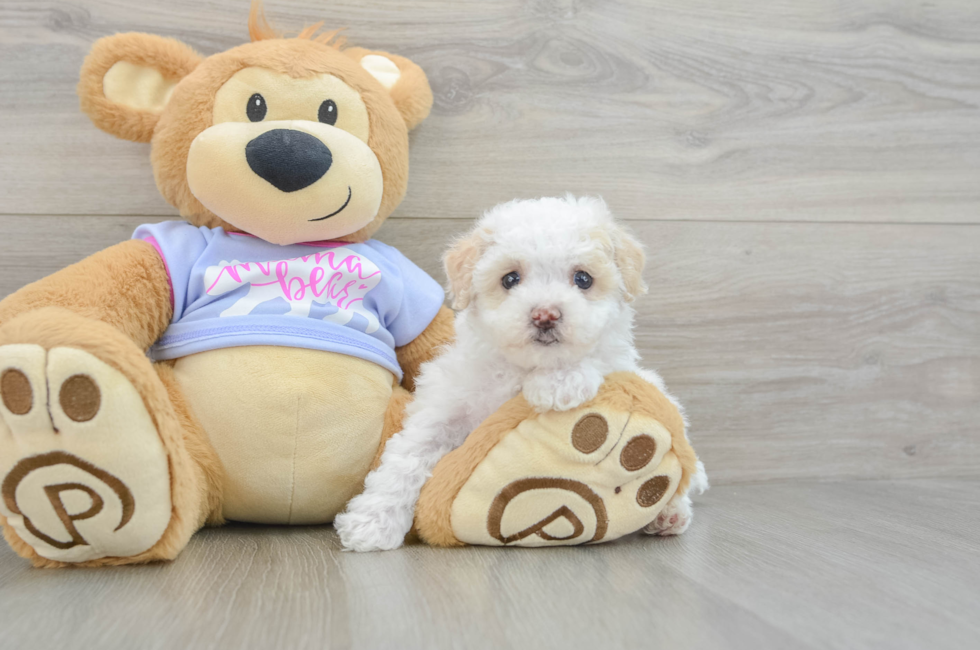 5 week old Maltipoo Puppy For Sale - Puppy Love PR