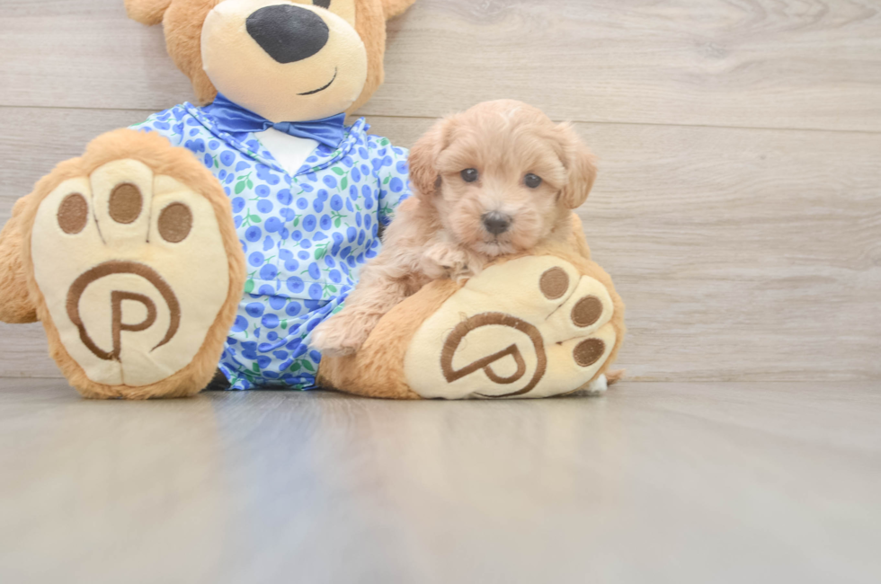 5 week old Maltipoo Puppy For Sale - Puppy Love PR