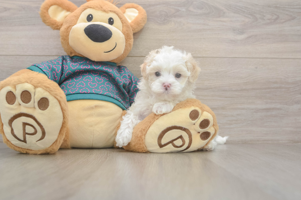 5 week old Maltipoo Puppy For Sale - Puppy Love PR